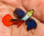 Red tail platinum dumbo ear guppy
